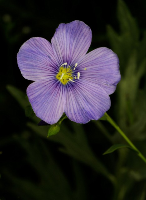 Linum perene 14-4186.jpg